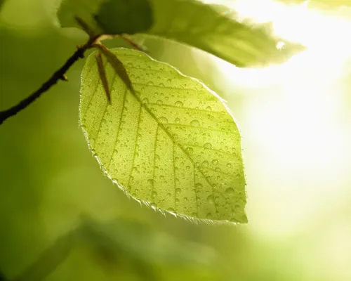 leaf