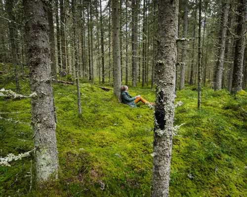 forest
