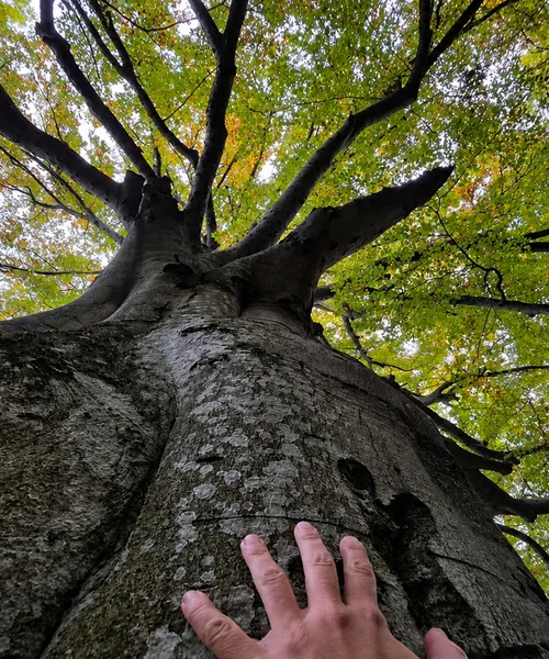 hands